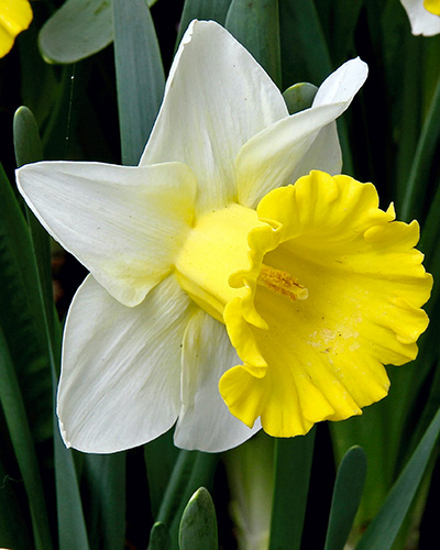 Narcis trubkovitý Las Vegas 12/14, 100 kusov  